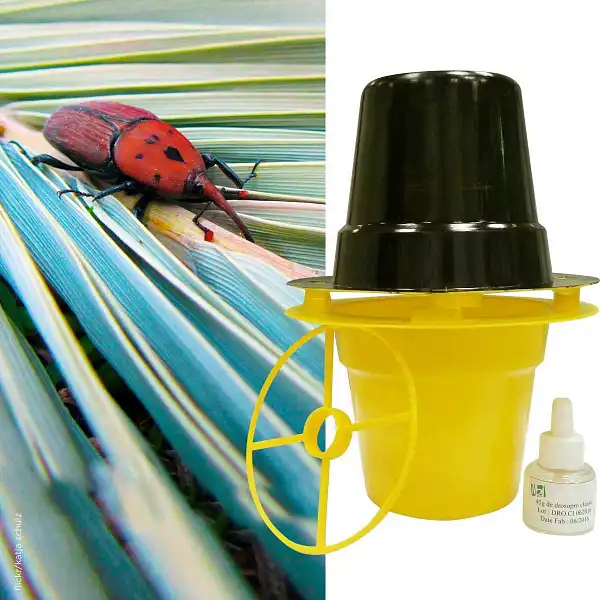 piege pheromone charancon rouge palmier piege pheromone charancon rouge palmier