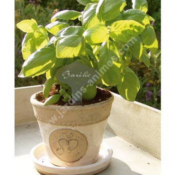 Pot plante aromatique - coffret