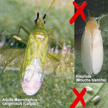 Punaise Calpop Macrolophus caliginosus contre les aleurodes mouches blanches