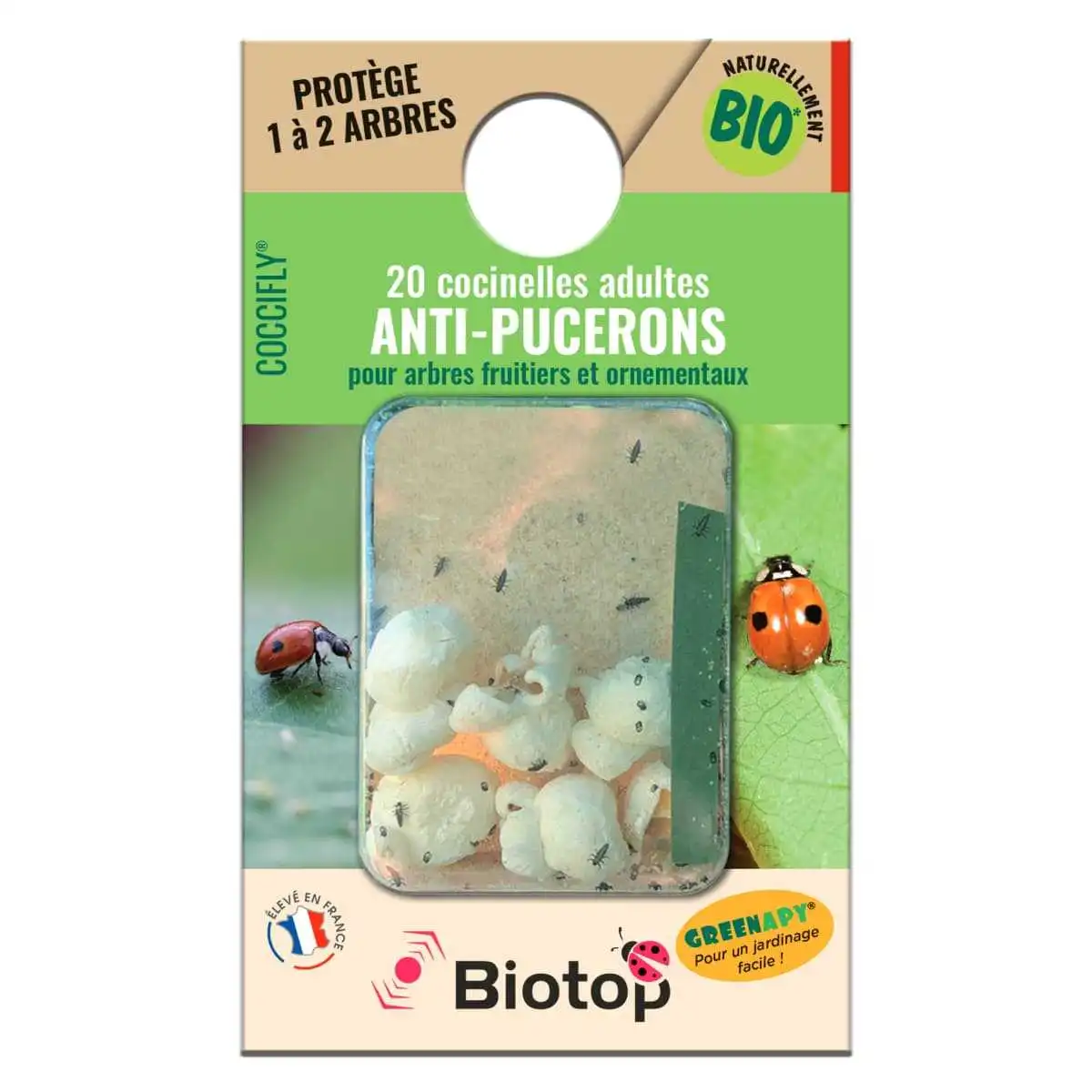 20 coccinelles adultes anti pucerons  20 coccinelles adultes anti pucerons