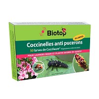 Special Laurier Rose - 50 larves de coccinelle Coccilaure