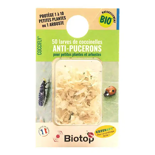 50 larves coccinelles sciure