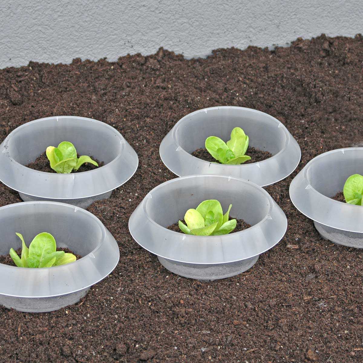 Generisch Lot de 10 bagues de protection anti-limaces Diamètre : 14-20 cm Vert Protection efficace de vos jeunes plantes contre les limaces 
