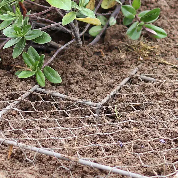 anti gratte chien jardin anti gratte chien jardin