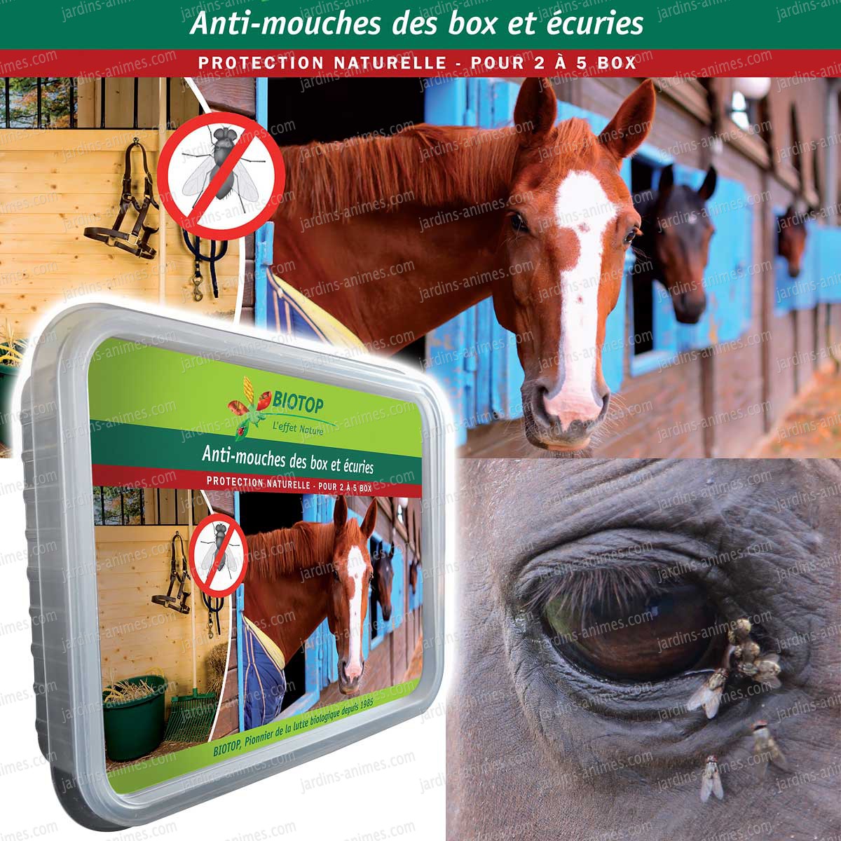 Anti Moucheron Maison Latest Ingenious Ways To Declutter Your Antimouches Box Et Ecuries Pour With Anti Moucheron Maison