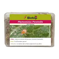Phytoseiulus contre acariens araignées rouges (tétranyque tisserand)