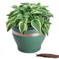 Anti limaces ruban en cuivre 4m x 3cm pour pots  Anti limaces ruban en cuivre 4m x 3cm pour pots