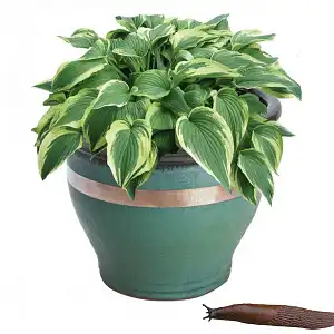 Anti limaces ruban en cuivre 4m x 3cm pour pots