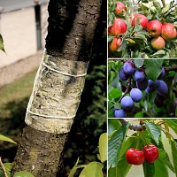 Bande de glu pour arbres fruitiers