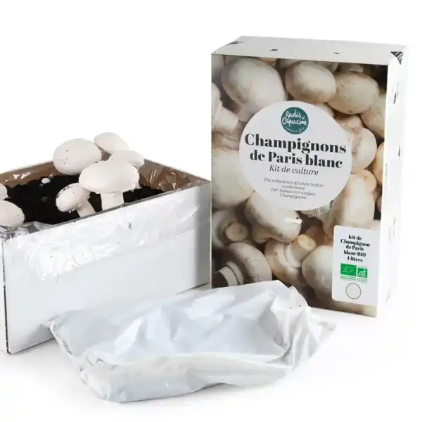 boite champignons paris faire pousser