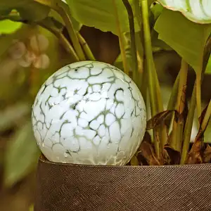 Globe d'arrosage en verre pour plante, cristal de Baccarat - Réserve d'eau 1L Blanc