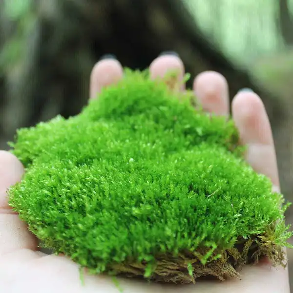 boule mousse terrarium  boule mousse terrarium