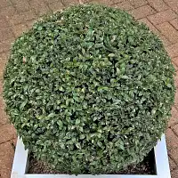 Topiaire Sphère - Gabarit de coupe pour sculpture boule