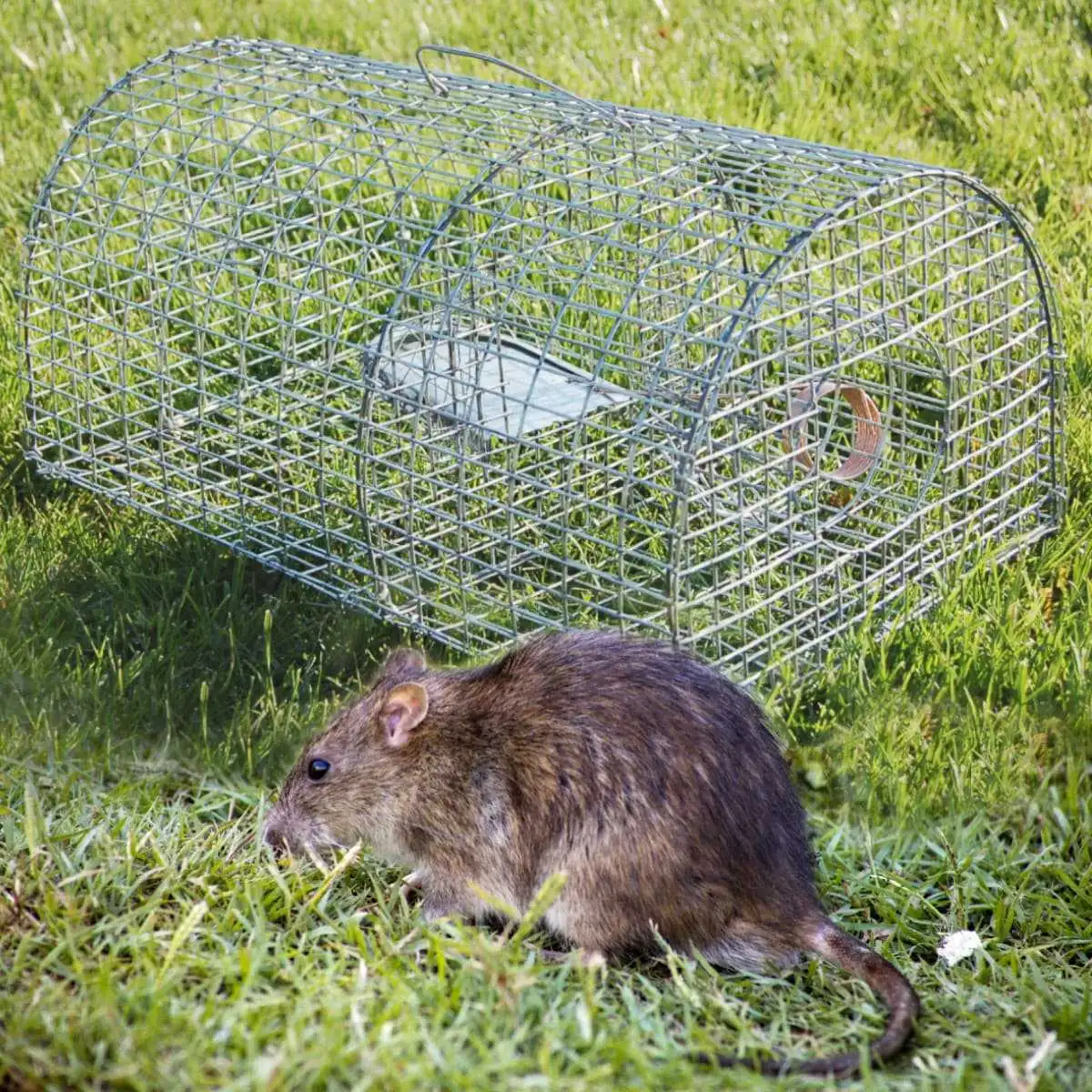 Cage piège à rat nasse multiprise  Cage piège à rat nasse multiprise