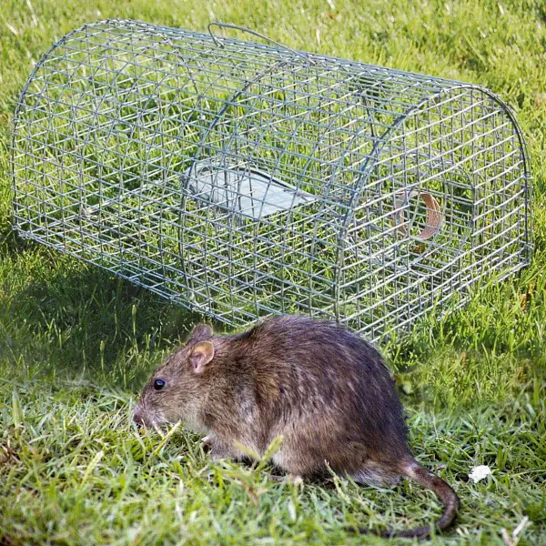 cage nasse piege contre rats  cage nasse piege contre rats