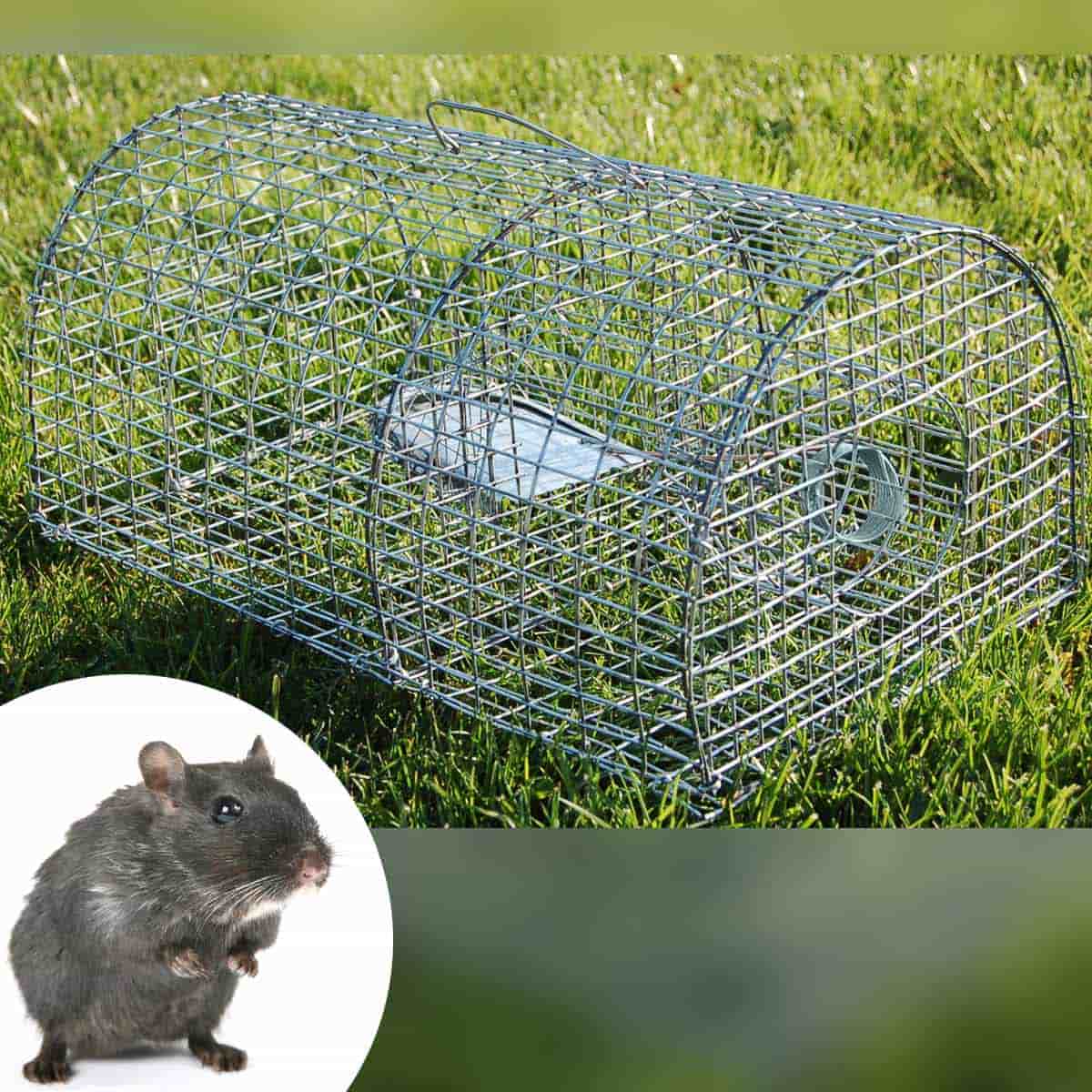 Cage piège à rat nasse multiprise