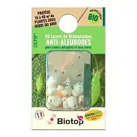 Punaise Calpop Macrolophus pygmaeus contre les aleurodes mouches blanches  Punaise Calpop Macrolophus pygmaeus contre les aleurodes mouches blanches