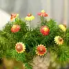 Camomille en céramique sur tige à planter - Déco jardin