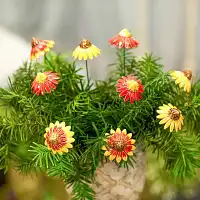 Camomille en céramique sur tige à planter - Déco jardin