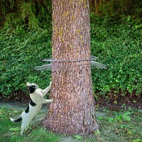 Barrière anti chat - protection tronc d'arbre 66 cm