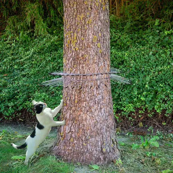 ceinture anti chat arbre ceinture anti chat arbre
