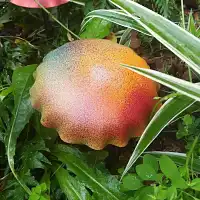 Champignon amanite orange en acier - lot de 2