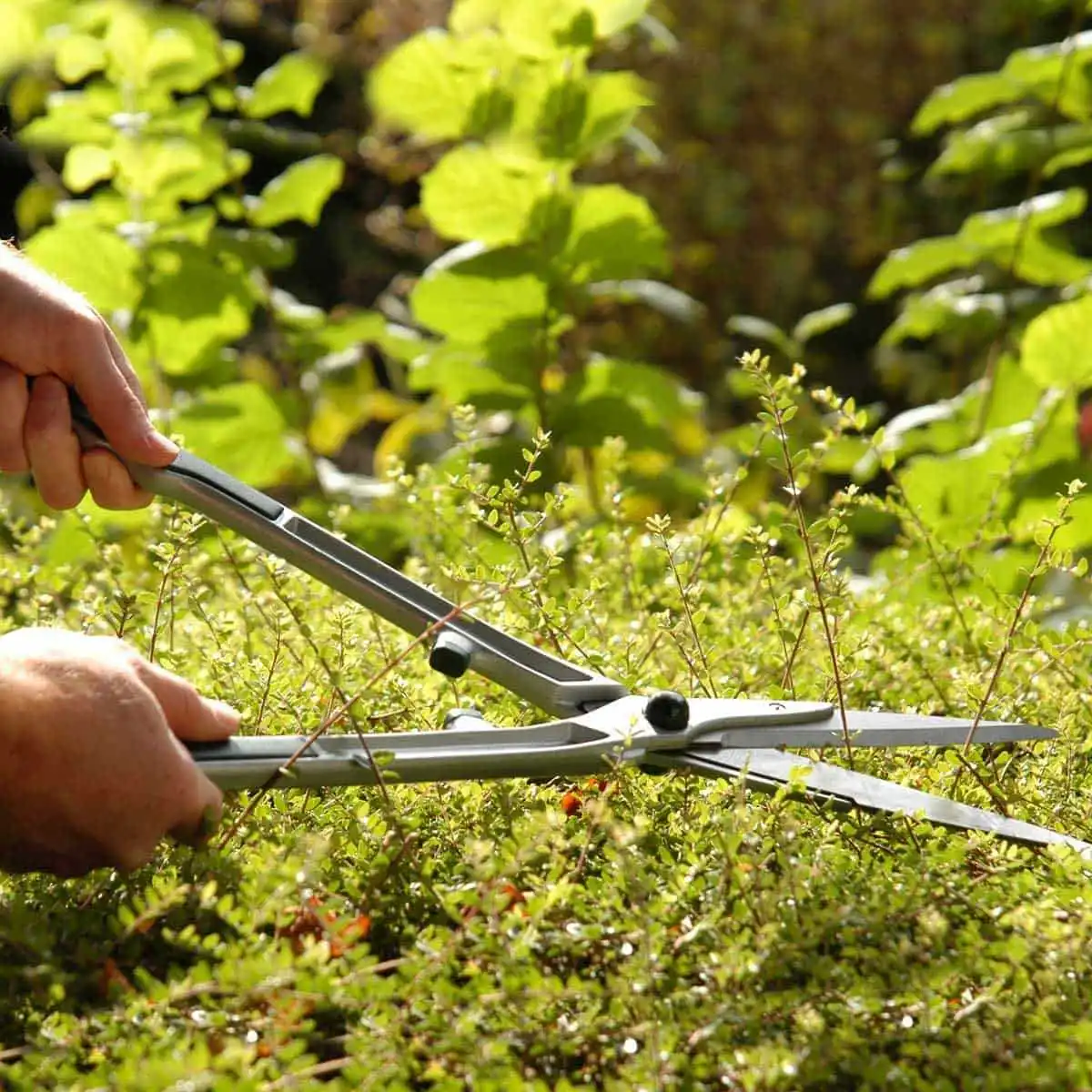 Ciseau de jardin pour haie et buis  Ciseau de jardin pour haie et buis