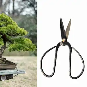 Petit Ciseau à bonsai