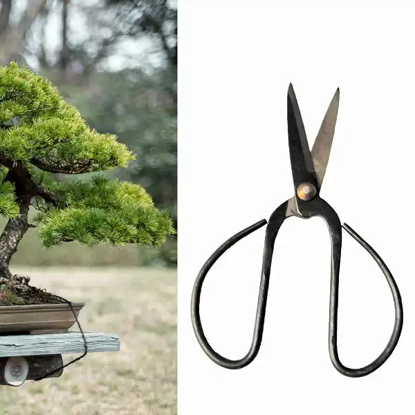 ciseau bonsai 2 ciseau bonsai 2