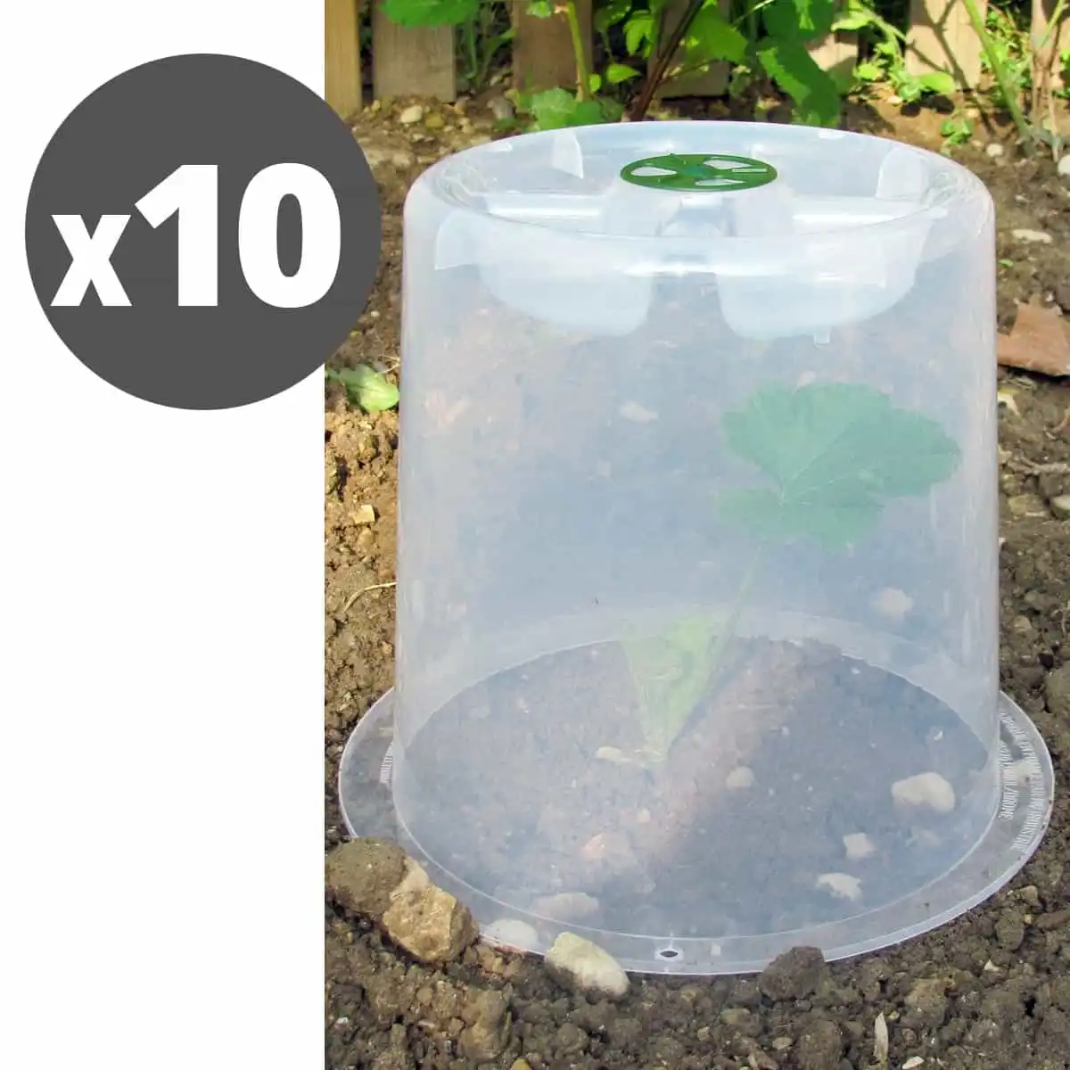 Cloches potagères à forcer - lot de 10  Cloches potagères à forcer - lot de 10