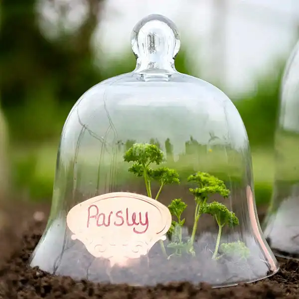 cloche jardin verre 2