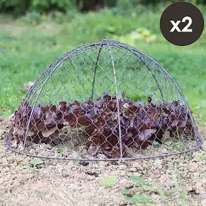 Cloches de protection en grillage à poule