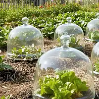 Cloche en verre de jardin pour semis et forçage - poignée