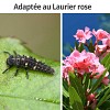 Special Laurier Rose - 50 larves de coccinelle Coccilaure