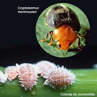 Coccinelle Cryptolaemus anti cochenilles