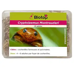 Coccinelle Cryptolaemus anti cochenilles