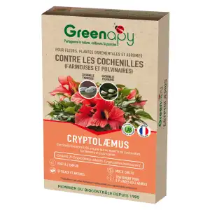 Coccinelles Cryptolaemus anti cochenilles - 25 adultes