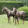 Statues Couple de Chevaux en bronze - Sculpture animaux de jardin