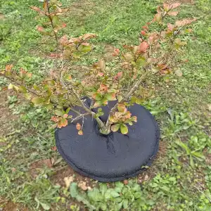 Coussin d'arrosage Tree'Bed L pour plantes et massifs - 2,5L (3 à 4 jours d'autonomie)