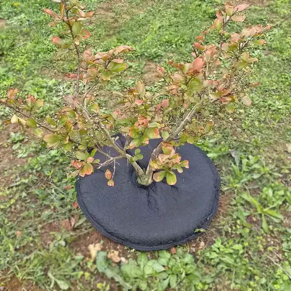 coussin arrosage autonome plante