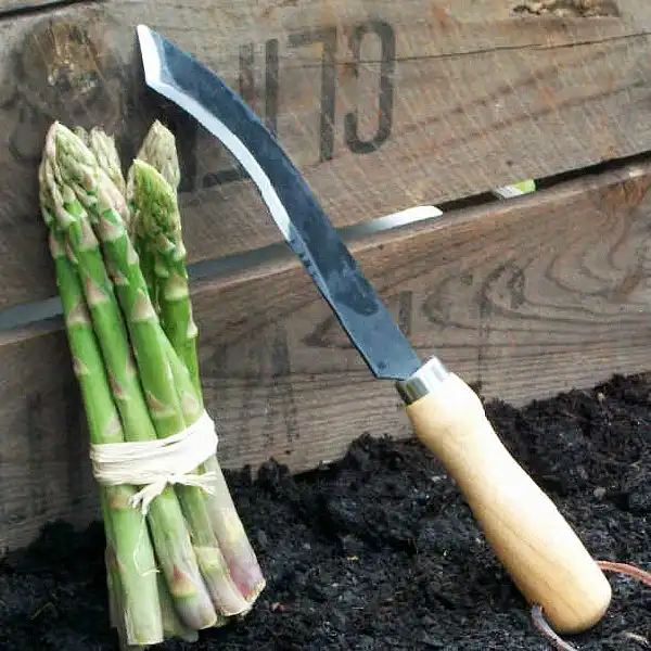 couteau asperge couteau asperge