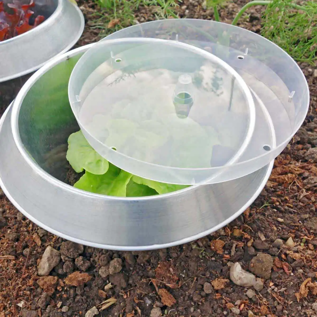 Couvercle mini serre pour anneau stop limace  Couvercle mini serre pour anneau stop limace