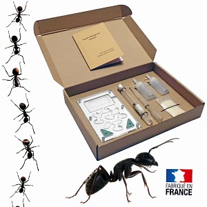 Kit d'observation élevage de fourmis Messor Barbarus