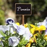 Étiquettes ardoise et bois pour plante d'intérieur