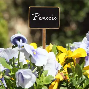 Étiquettes ardoise et bois pour plante d'intérieur