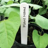 Etiquettes pour plante et potager imputrescibles x20 - L.20cm, Blanc