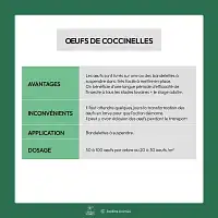 100 oeufs de coccinelles contre pucerons - Plantes basses