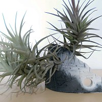 Support en céramique et plantes épiphytes Tillandsias