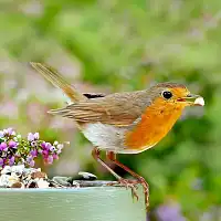 Mélange graines, fruits et insectes pour oiseaux