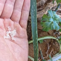 Nématodes Sf anti moucherons plantes vertes - 200 capsules